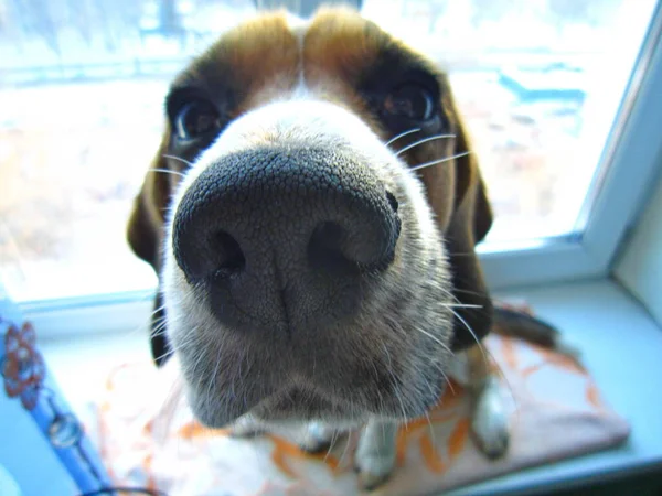 Köpeğin burnunu kapat. Köpek pencerede oturuyor.