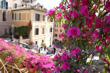 Roma 'da İspanyol adımları ve pembe çiçekler. İtalya