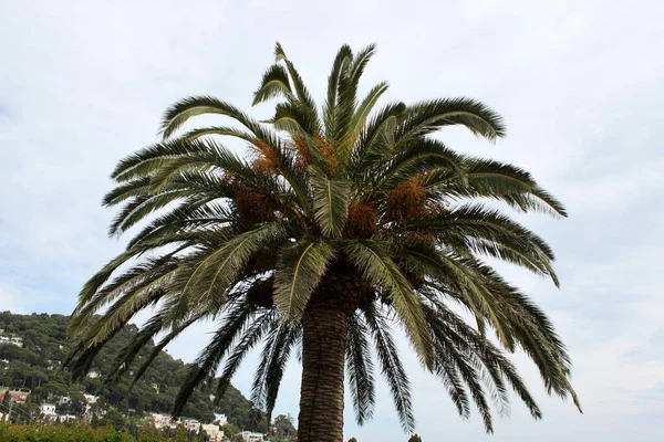 Şehir manzarası ve palmiye ağacı. Capri Adası İtalya