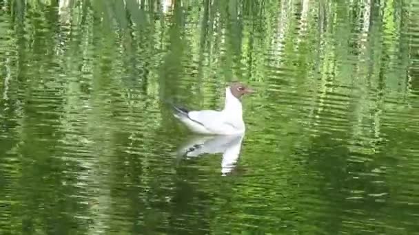 Reeds Water Gull Swimmg Pond Summer — Stock Video