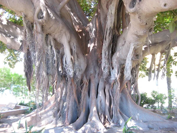 The roots and trunk of a huge ficus tree in Alicante. Spain