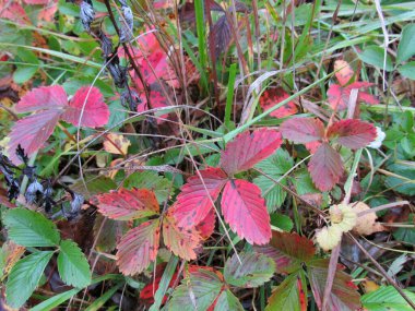 Ormanda sonbahar. Sonbahar ormanında kırmızı, sarı ve turuncu yapraklar. Şehirde sonbahar..