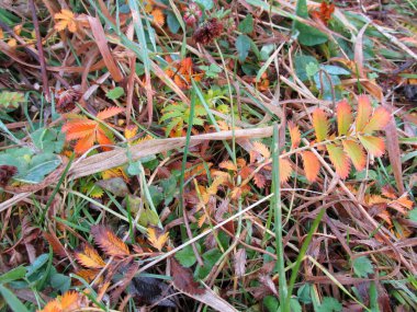 Ormanda sonbahar. Sonbahar ormanında kırmızı, sarı ve turuncu yapraklar. Şehirde sonbahar..