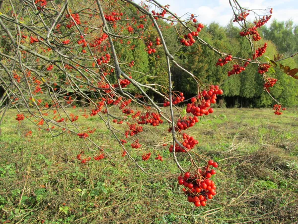 Autunno Nella Foresta Foglie Rosse Gialle Arancioni Nella Foresta Autunnale — Foto Stock