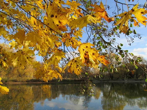 Autumn in the forest. Red, yellow and orange leaves in the autumn forest. Autumn in the city.