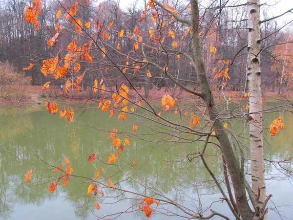 Ormanda Sonbahar Sonbahar Ormanında Kırmızı Sarı Turuncu Yapraklar Şehirde Sonbahar — Stok fotoğraf