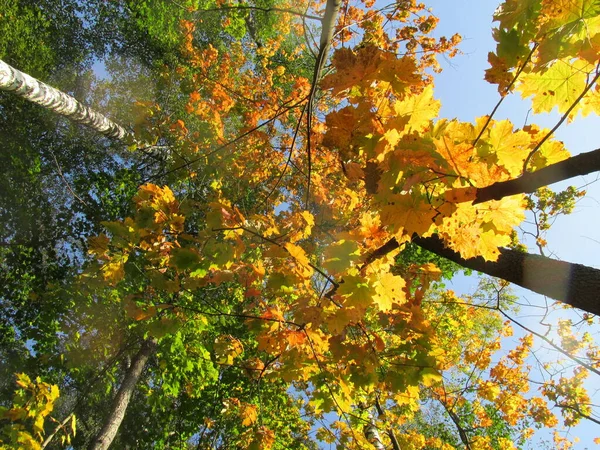Ormanda Sonbahar Sonbahar Ormanında Kırmızı Sarı Turuncu Yapraklar Şehirde Sonbahar — Stok fotoğraf