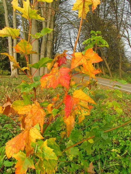 Automne Dans Forêt Feuilles Rouges Jaunes Orange Dans Forêt Automne — Photo