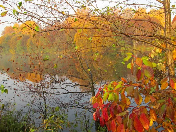 Autunno Nella Foresta Foglie Rosse Gialle Arancioni Nella Foresta Autunnale — Foto Stock