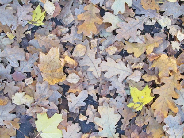 Podzim Lese Červené Žluté Oranžové Listy Podzimním Lese Podzim Městě — Stock fotografie