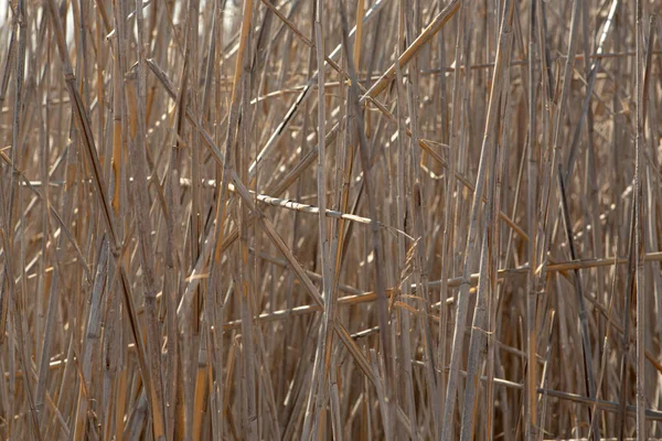 Image Texture Reedbed Background Close Sunny Day — Stock Photo, Image