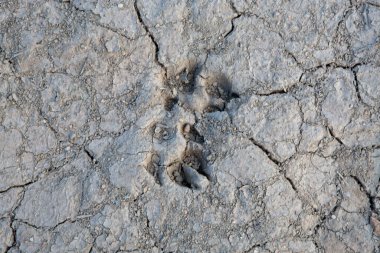 Vahşi hayvanların ayak izleriyle kurumuş çamur toprağı.