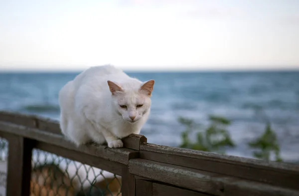 Beyaz sokak kedisi sahildeki çitte sessizce yatıyor..