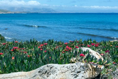 Malephora Crocea, güneşli bir günde Akdeniz 'in arka planına sahip.
