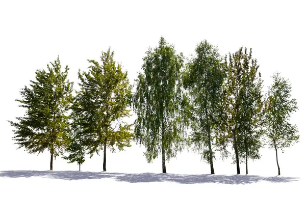 Beyaz arkaplanda izole edilmiş farklı arka plan ağaçları grubu
