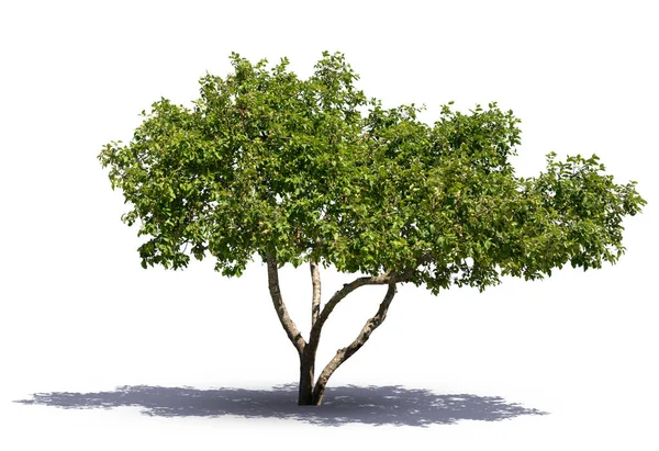 Beyaz arkaplanda izole edilmiş bir gölgeyle güneş ışığında elma ağacı