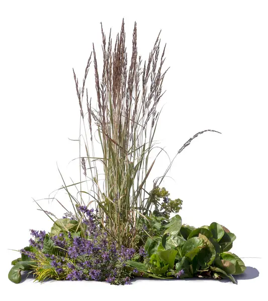 Farklı çiçek açan bitkiler ve otlar beyaz arka planda izole edilmiş.