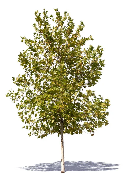 Güneş ışığında genç bir ağaç, beyaz arka planda izole edilmiş bir gölge.