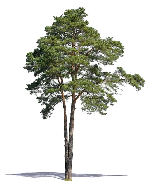 Beyaz arka planda izole edilmiş güneş ışığında Pinus Sylvestris türünden bir çam ağacı.