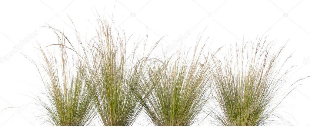 Row of delicate ornamental grasses isolated on white background