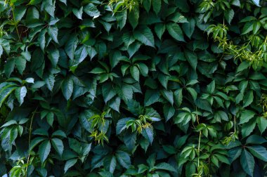 Doğal yeşil arkaplan: genç bir tırmanma fabrikasıyla kaplı bir duvar