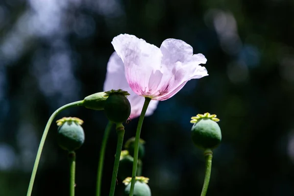 flower and boxes of opium poppy, soft focus, toning