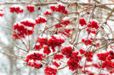Kırmızı sulu viburum meyveleri kar ve buzla kaplı, seçici odak, bulanık
