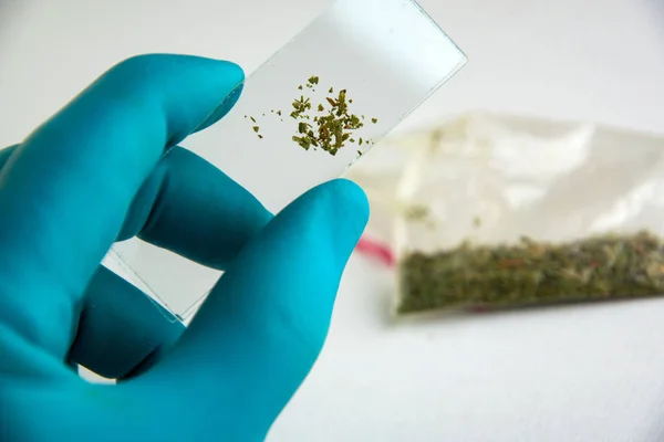 drug identification - analytical laboratory glass beads with plant contents in the hand of a technician on the background of a bag with spice