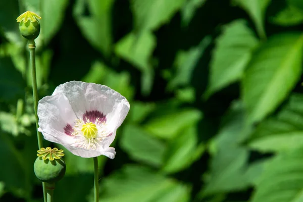 flower and boxes of opium poppy, soft focus, toning