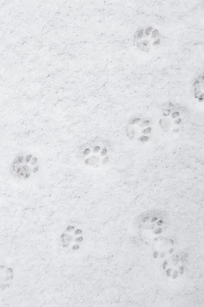 winter background: fresh clean even snow, large snowflakes, cat footprints