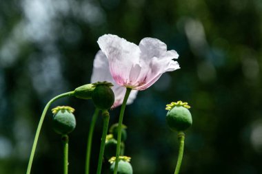 çiçek ve kutular dolusu afyon haşhaşı, yumuşak odak