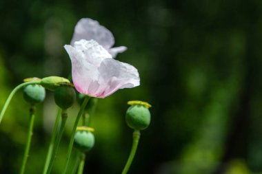 çiçek ve kutular dolusu afyon haşhaşı, yumuşak odak