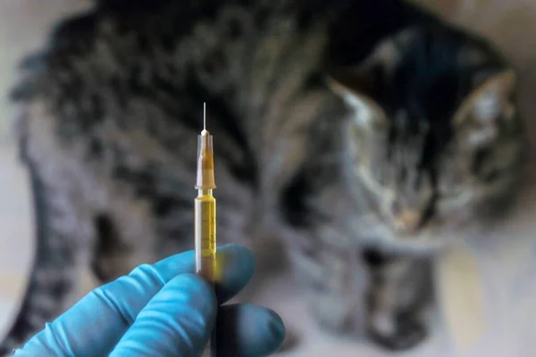 veterinarian holds in his hand a syringe with a medicine, against the background of a sick cat, toning, the effect of haze