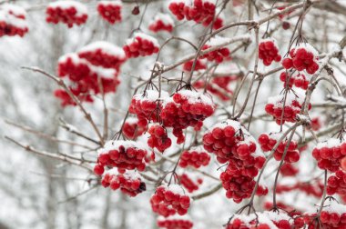 Kırmızı sulu viburum meyveleri kar ve buzla kaplı, seçici odak, bulanık