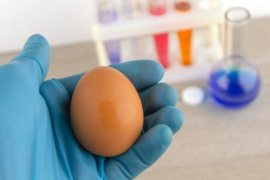 Laboratuvar asistanının elindeki yumurta, laboratuvar ekipmanlarının arka planına karşı analiz hazırlıklarıyla birlikte.