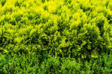 Genç iğnelerin doğal yeşil bitki örtüsü