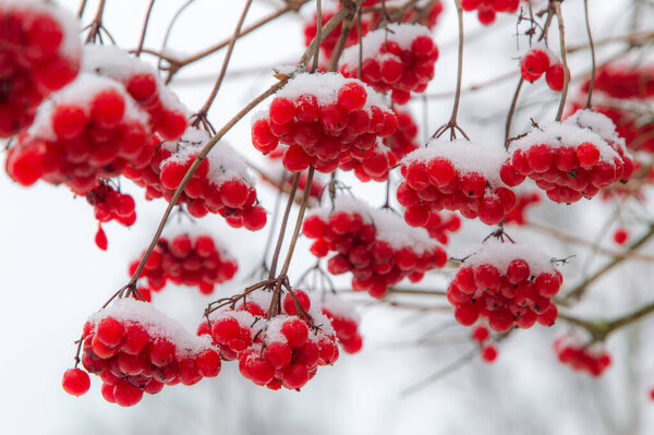 red juicy viburnum berries covered with snow and ice, selective focus, blur