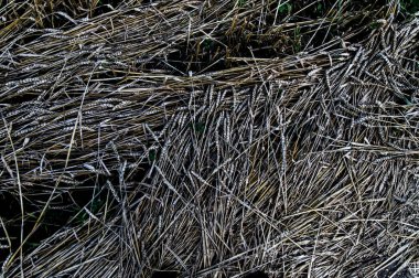 Buğday hasat kaybı: Olgun tahıl birçok kulaklar yerde yatıyor, çürümüş ve küflenmiş