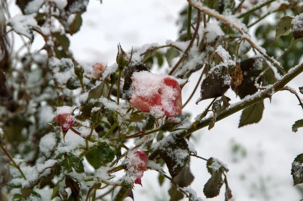 Buz ve karla kaplı solmuş donmuş gül çalısı.