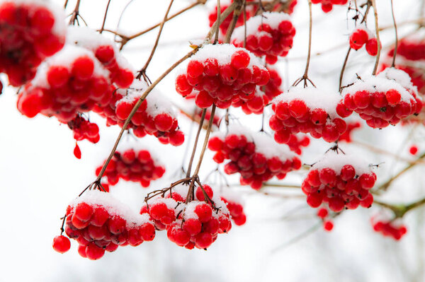 red juicy viburnum berries covered with snow and ice, selective focus, blur