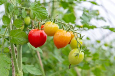 organik domatesler - bitki sera sıralarının arka planında olgunlaşan birkaç meyve, kısa odak