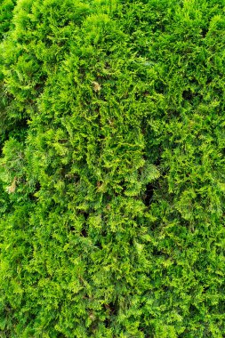 Genç iğnelerin doğal yeşil bitki örtüsü