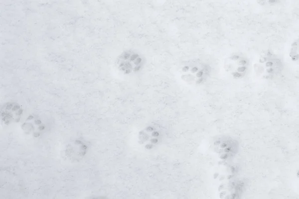 winter background: fresh clean even snow, large snowflakes, cat footprints