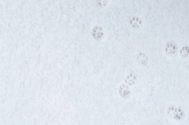 Kış arkaplanı: Taze kar, büyük kar taneleri, kedi ayak izleri.