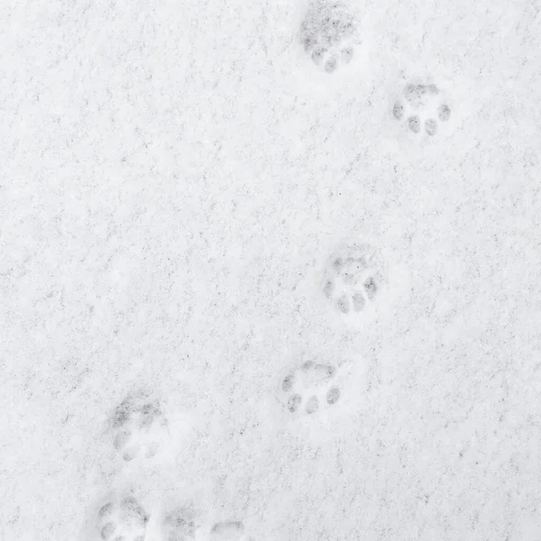 winter background: fresh clean even snow, large snowflakes, cat footprints
