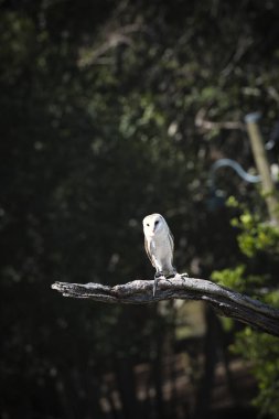 Avustralya 'daki Lone Pine Koala' da baykuş.