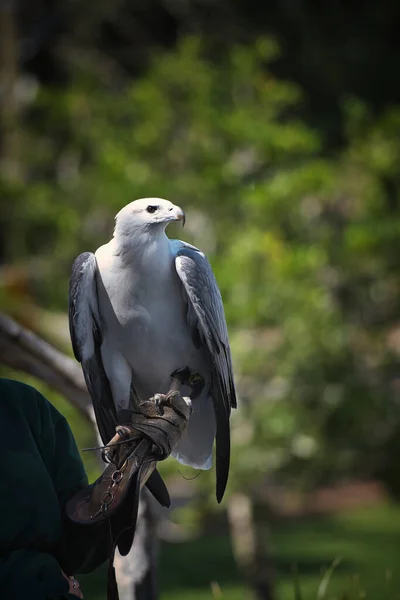 Falcon show in Lone Pine koala park — Stock Photo, Image