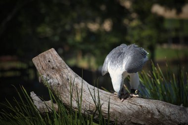 Yalnız Çam Koala Parkı 'nda Falcon gösterisi