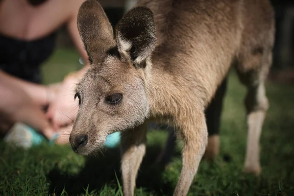 Känguru im Park in Australien — Stockfoto