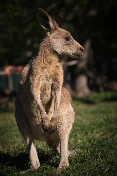 Klokan v parku v Austrálii — Stock fotografie